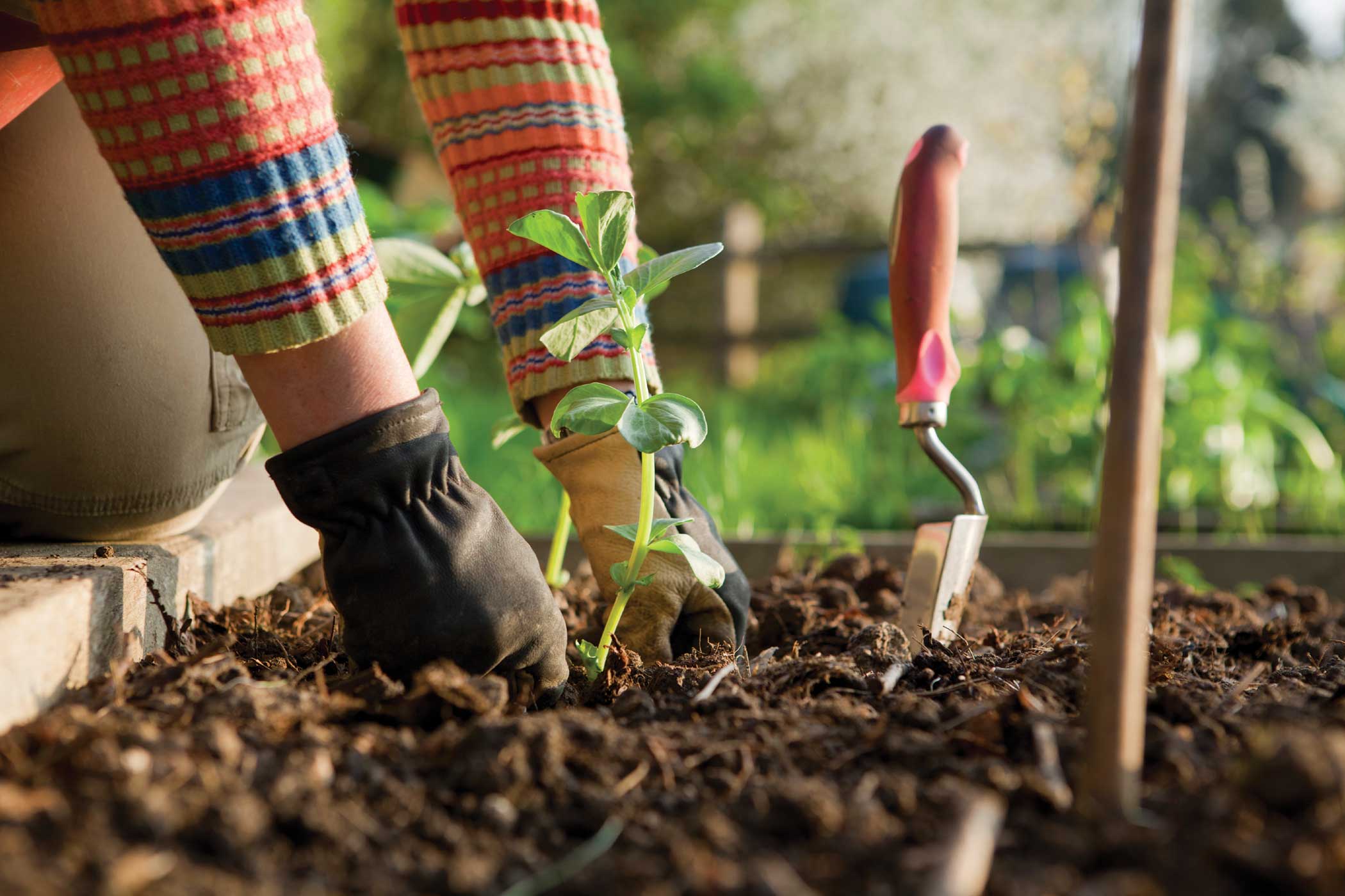 What is Gardening Therapy and why we should start doing it?