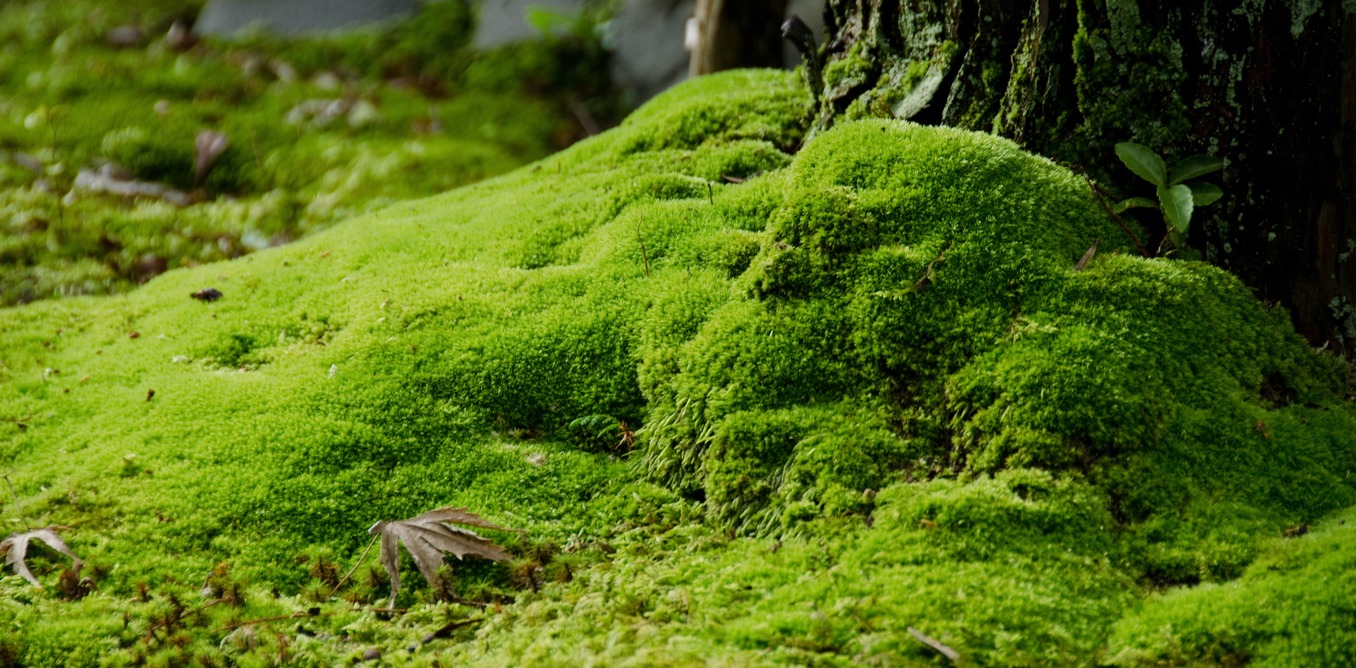 How To Grow Moss C Home C