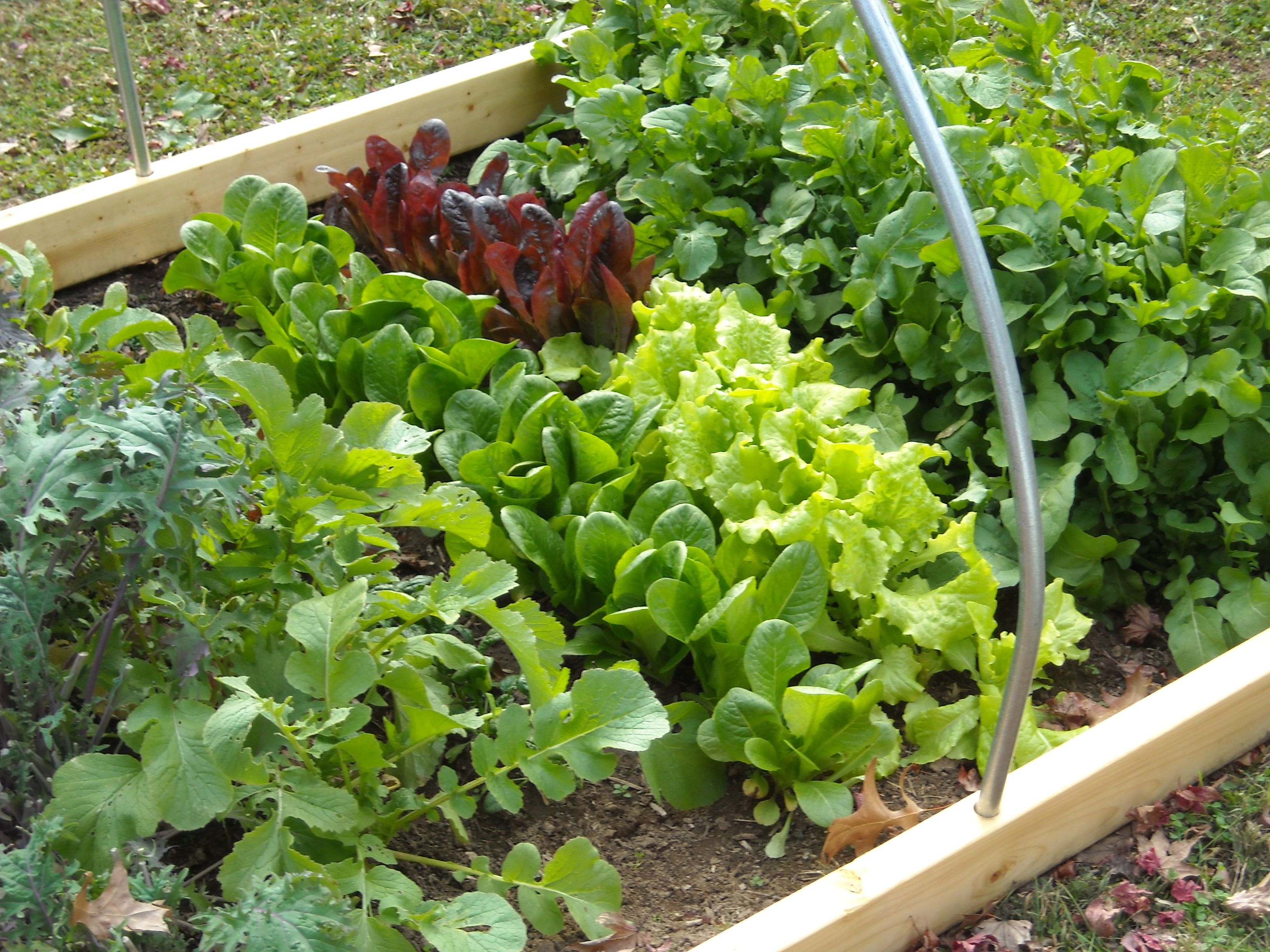 How to start an organic garden?