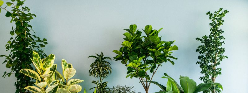 How to water indoor plants?