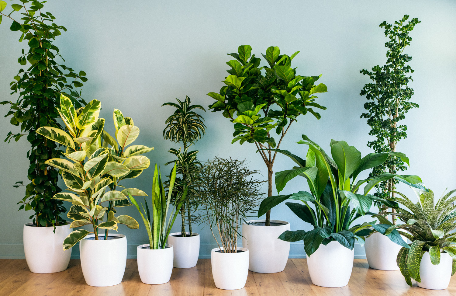 How to water indoor plants?